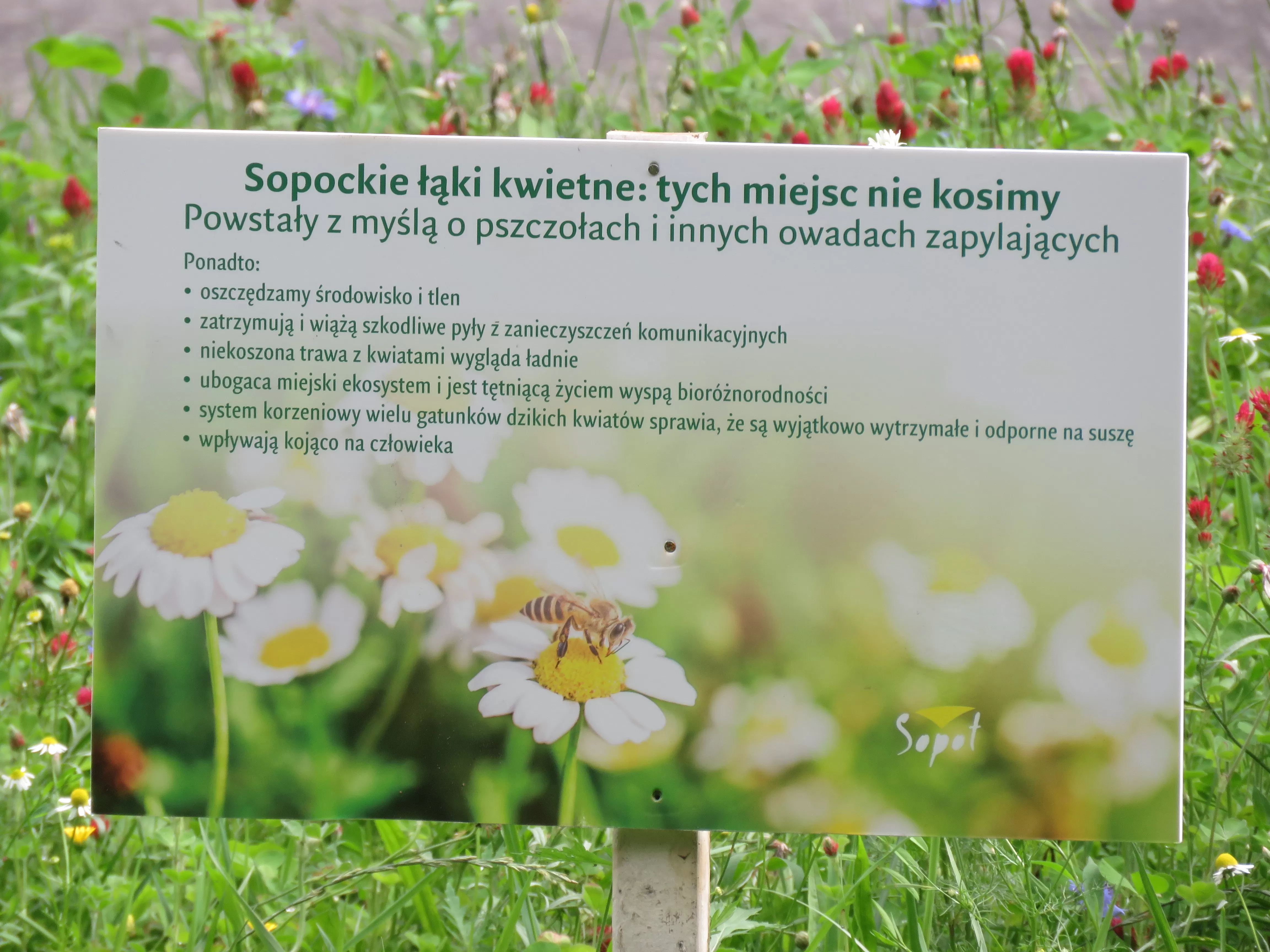 W trosce o środowisko: zakładamy kolejne łąki kwietne, nie wszędzie ścinamy trawę   